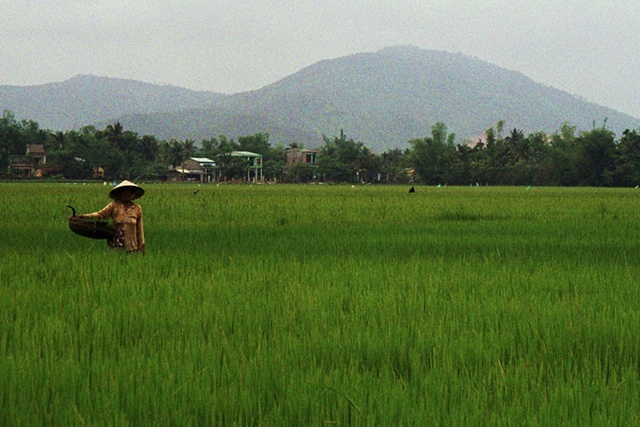 Rice cultivation just outside Danang.