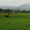 Rice cultivation just outside Danang.