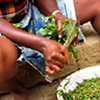 A woman prepares potato leaf for stewing.