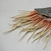 Cephalobug