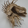 Cephalobug 