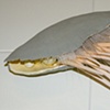 cephalobug