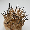 Phytolichen