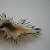 Cephalobug