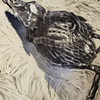 "Little Dead Bird"