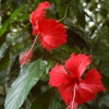 caitlin/flowers
