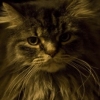 King