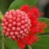 berry flower