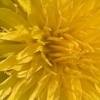 yellow #2