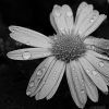 dave/flowers