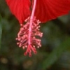 red flower