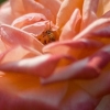 Bee Flower