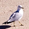 bird