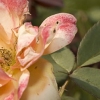 Pinkish flower