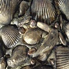 Shell Urn detail