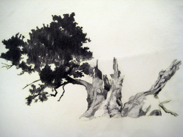 tree5