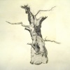 tree4
