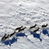 Pronghorn