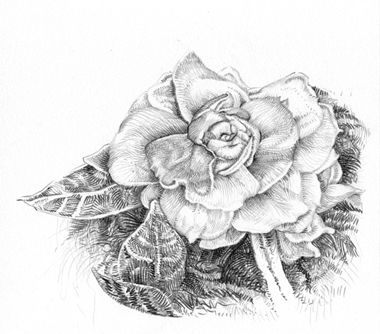 Katie's Gardenia 