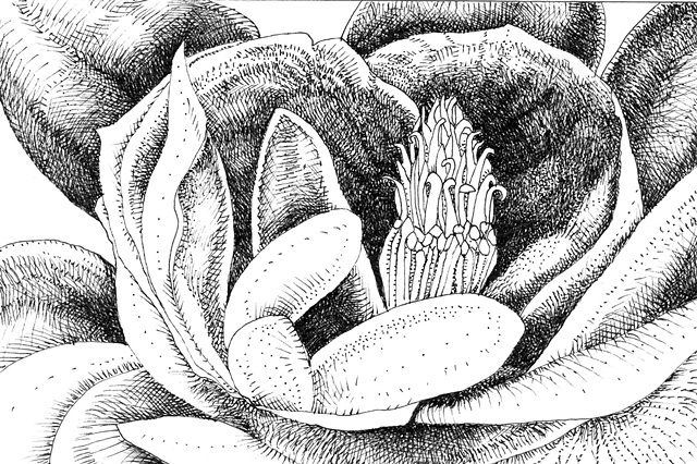 magnolia bloom