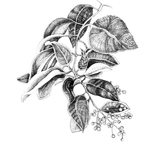 Ligustrum