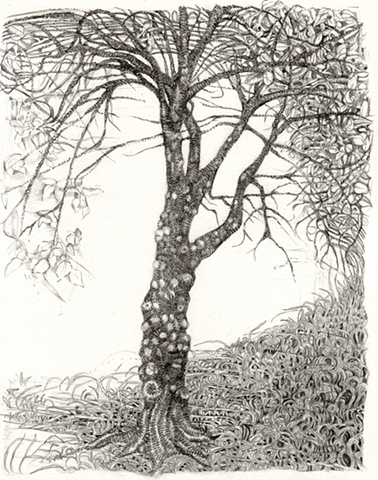 Jorge the Mulberry Tree