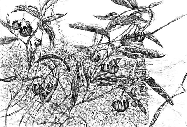 Silverleaf Nightshade