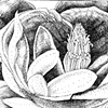 magnolia bloom