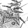 Silverleaf Nightshade