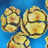 Cypress Pinecones