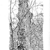 Dead Tree on Blunn Creek