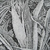 Agave Sway