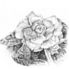 Katie's Gardenia 