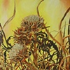 Atichoke Flowers