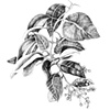 Ligustrum