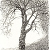 Jorge the Mulberry Tree
