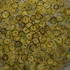 Lapas