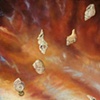 Alps: Shells