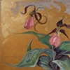 They're Lady Slippers