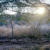 frosted dawn series (one)