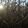 light stalks