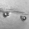 Horizontal Eyebrow
