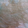 Less than 100 Toads (detail)
