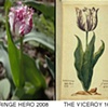 Fringe Hero vs. The Viceroy