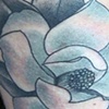 magnolia