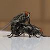 fly porn