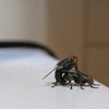 fly porn