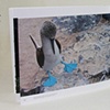 the galapagos islands
reclaiming a natural laboratory 
inside spread
