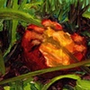 Apple in the Grass