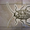 Jose Ortiz - Cucaracha